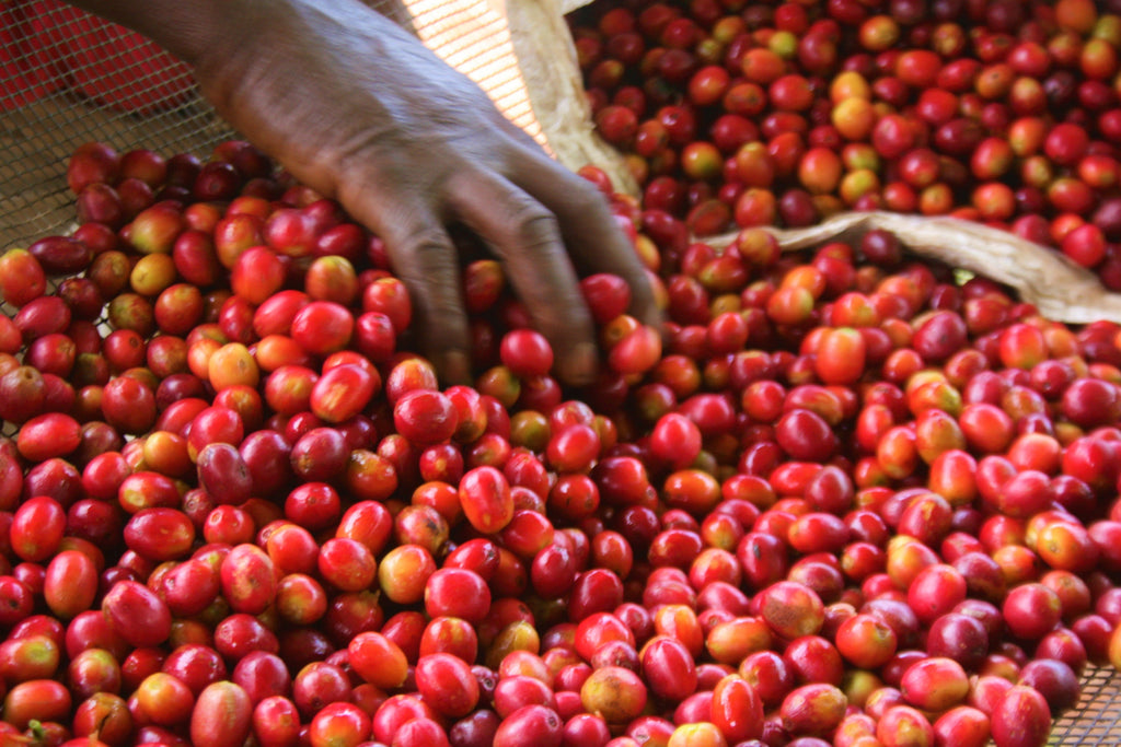 Burundi Single Origin