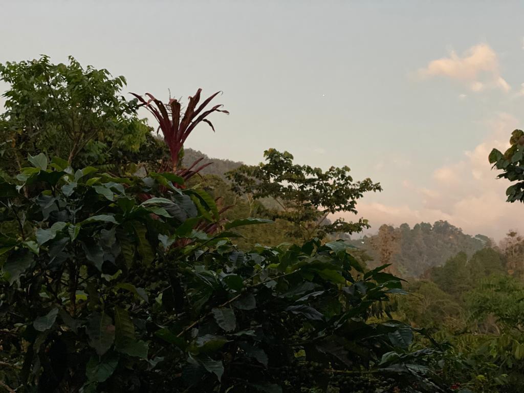 Single Origin Brazil